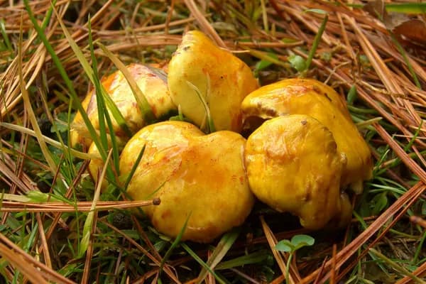 Chicken Fat Bolete (Suillus americanus) in Pennsylvania habitat