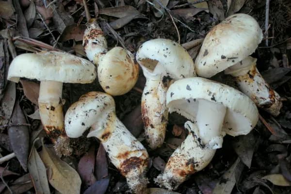 American Matsutake (Tricholoma murrillianum) in Idaho habitat
