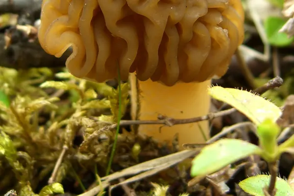 Early False Morel (Verpa bohemica) in Wisconsin habitat