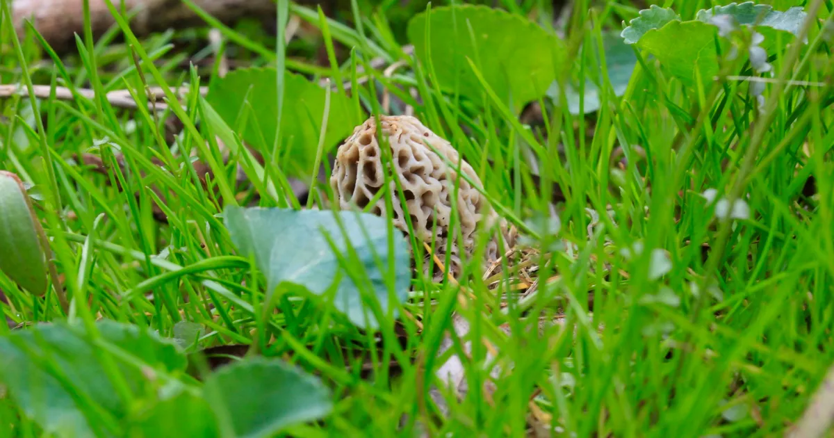 Yellow Morel (Morchella americana) in Illinois habitat