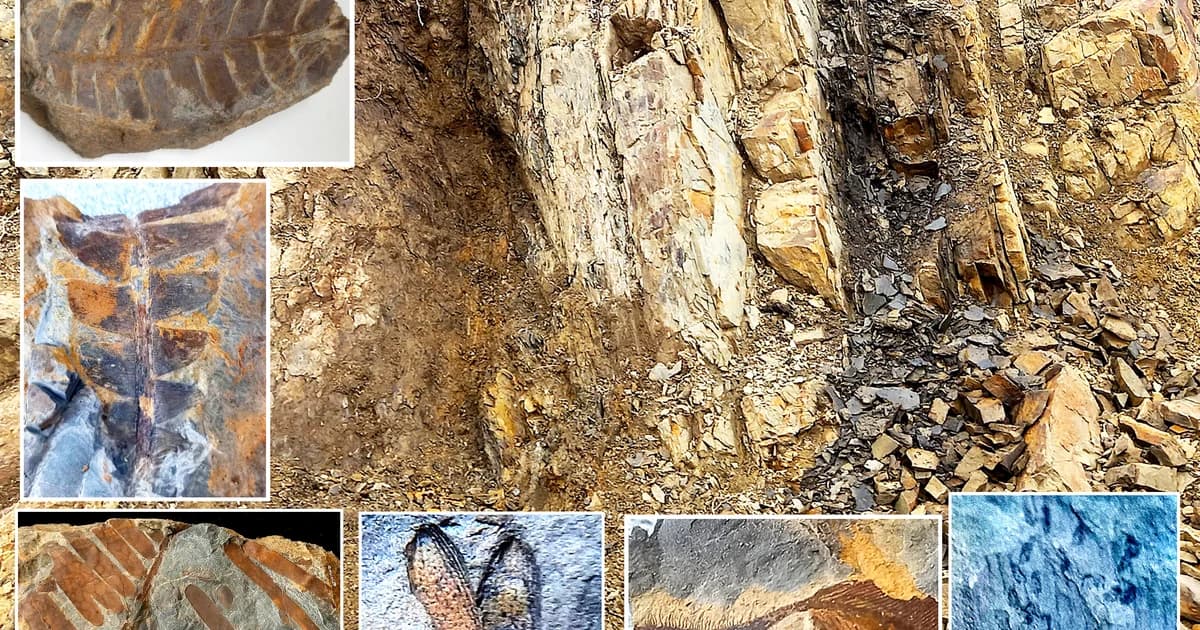 Fossil Hunting near San Antonio, Texas