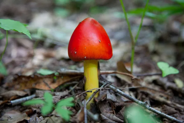 Mushroom Foraging preview