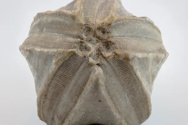 Illinois Trilobite fossil specimen