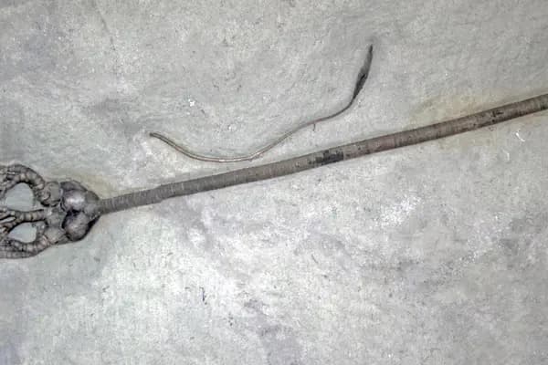 Indiana Trilobite fossil specimen