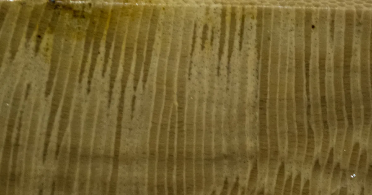 Iowa Trilobite fossil specimen