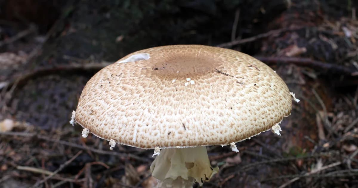Prince (Agaricus augustus) in Idaho habitat