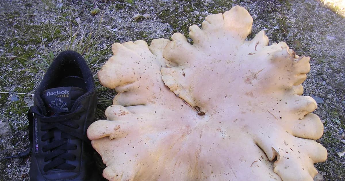 Sheep Polypore (Albatrellus ovinus) in Idaho habitat