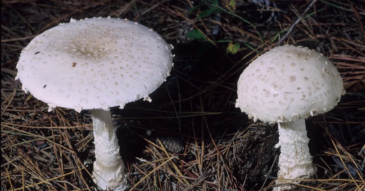 Fly Agaric (Amanita chrysoblema) in Pennsylvania habitat