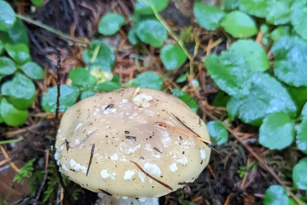 Panther Cap (Amanita pantherinoides) in Idaho habitat