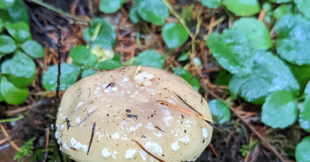 Panther Cap (Amanita pantherinoides) in Idaho habitat