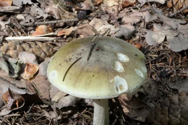 Death Cap (Amanita phalloides) in Idaho habitat