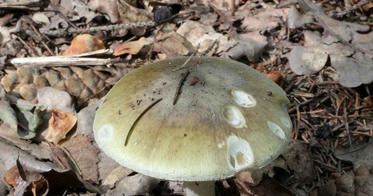 Death Cap (Amanita phalloides) in Idaho habitat