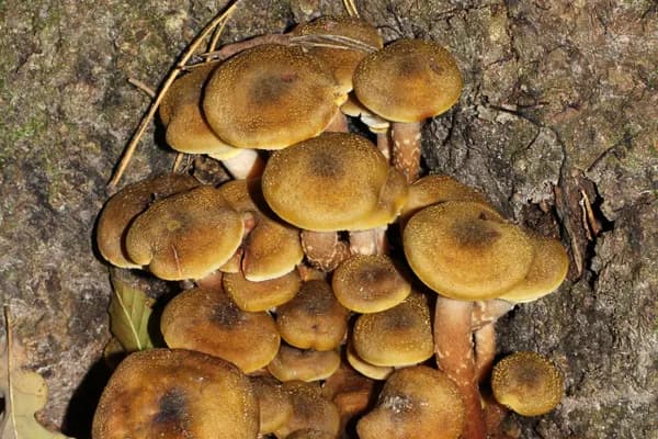 Honey Mushroom (Armillaria mellea) in Virginia habitat