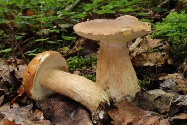 King Bolete (Boletus edulis) in Idaho habitat