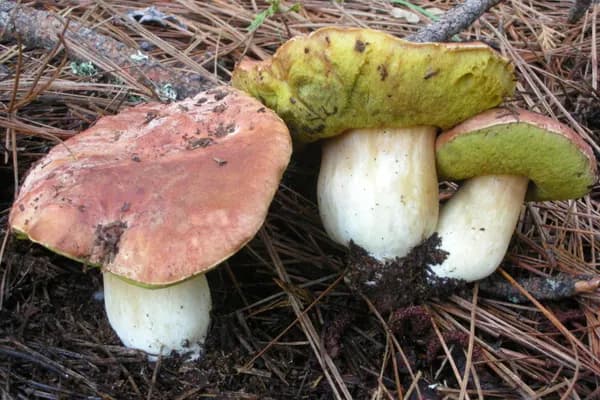 Spring King Bolete (Boletus rex-veris) in Washington habitat