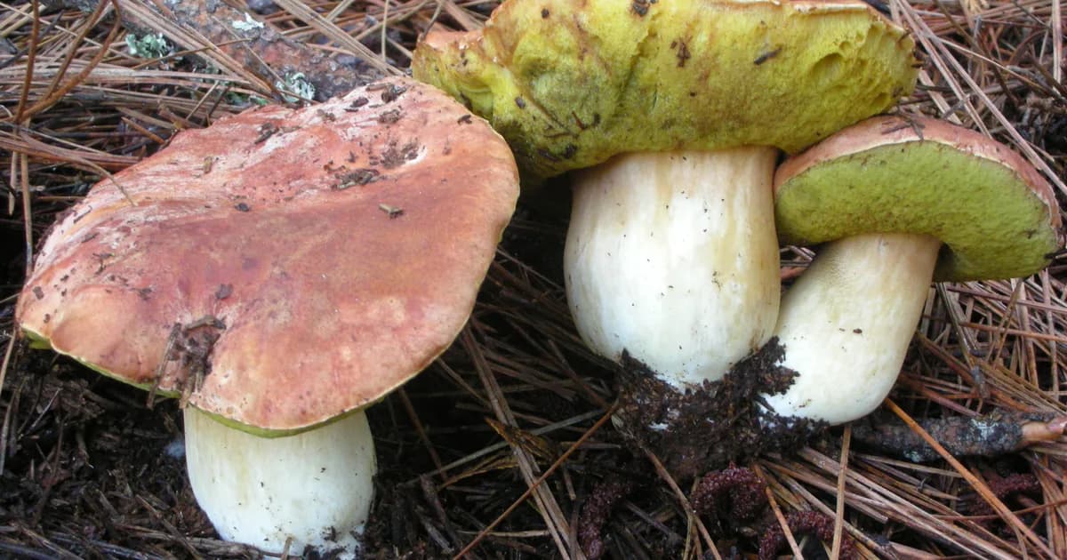 Spring King Bolete (Boletus rex-veris) in Oregon habitat