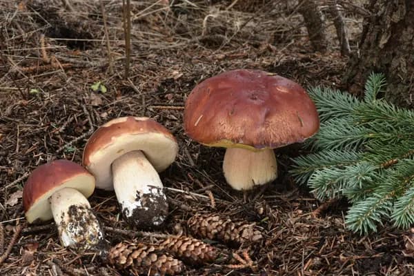 Rocky Mountain King Bolete (Boletus rubriceps) in New Mexico habitat