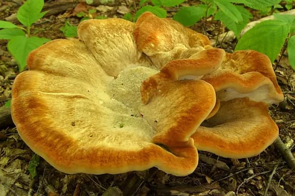 Berkeley's Polypore (Bondarzewia berkeleyi) in Alabama habitat