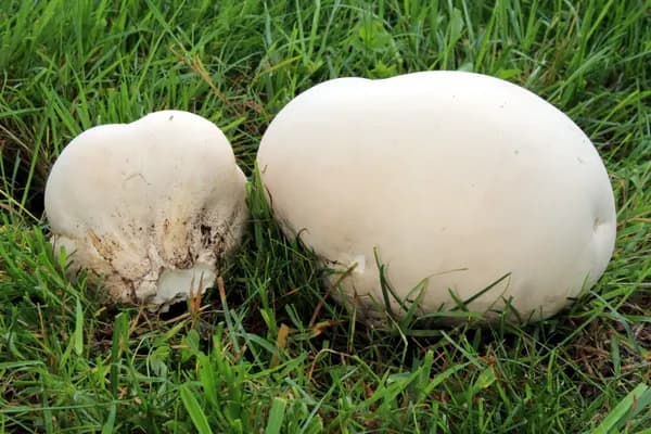 Giant Puffball (Calvatia gigantea) in Wisconsin habitat
