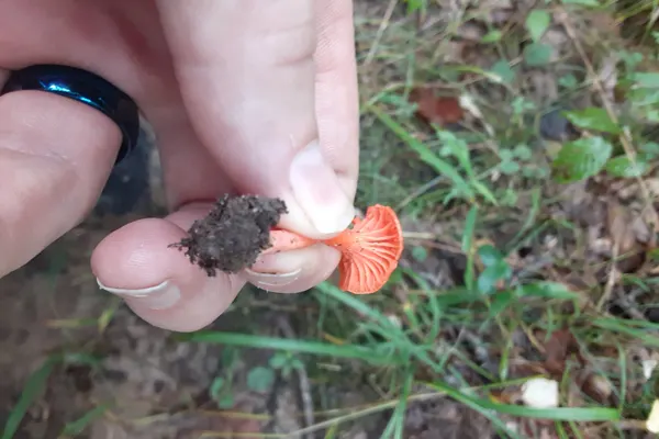 Cinnabar Chanterelle (Cantharellus cinnabarinus) in Connecticut habitat