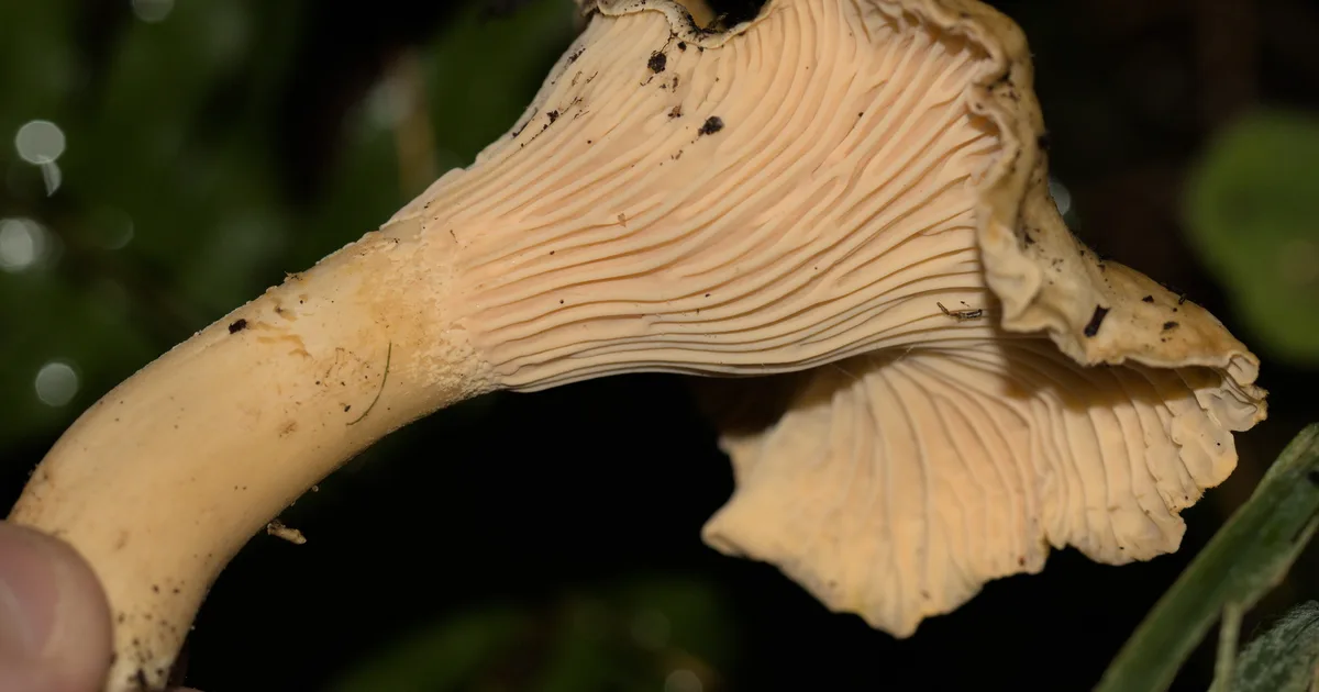 Pacific Golden Chanterelle (Cantharellus formosus) in California habitat