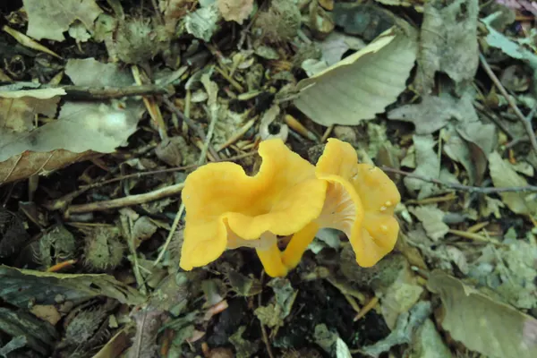 Flame Chanterelle (Cantharellus ignicolor) in Indiana habitat