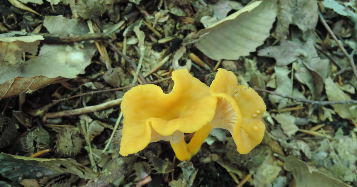 Flame Chanterelle (Cantharellus ignicolor) in Connecticut habitat