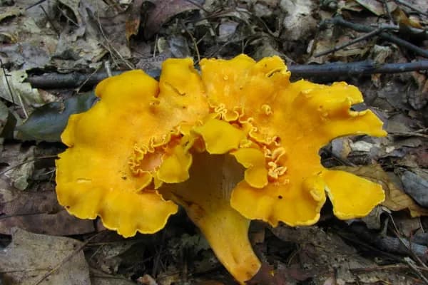 Smooth Chanterelle (Cantharellus lateritius) in Louisiana habitat