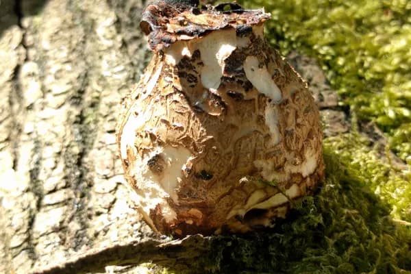 Dryad's Saddle (Cerioporus squamosus) in Iowa habitat