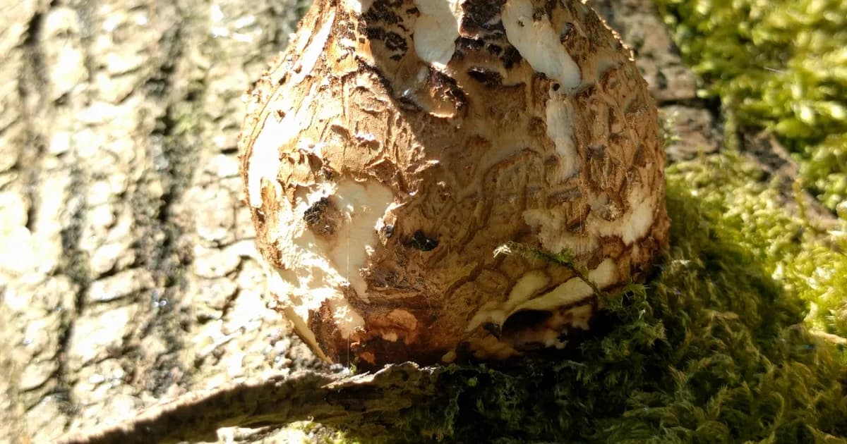 Dryad's Saddle (Cerioporus squamosus) in North Carolina habitat