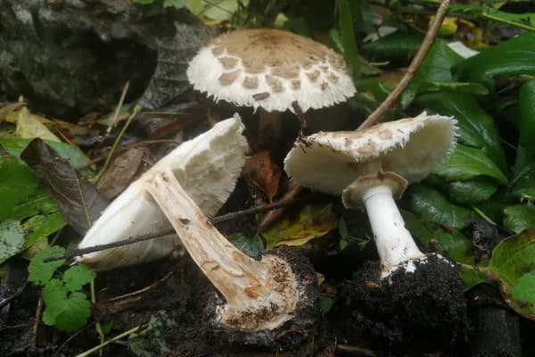 False Parasol (Chlorophyllum brunneum) in California habitat