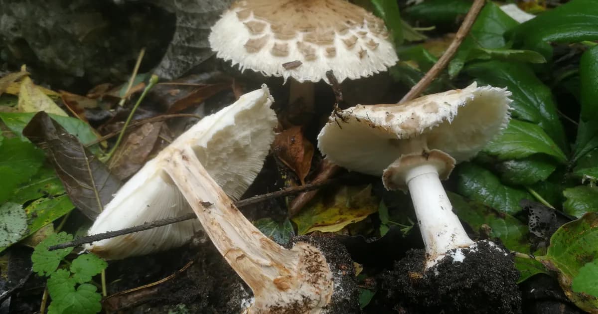 False Parasol (Chlorophyllum brunneum) in California habitat