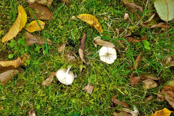 Ivory Funnel (Clitocybe dealbata) in Pennsylvania habitat
