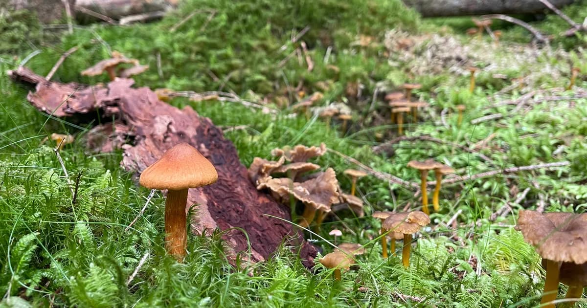 Deadly Webcap (Cortinarius rubellus) in Idaho habitat