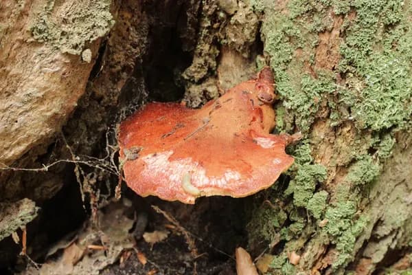 Beefsteak Fungus (Fistulina hepatica) in New Jersey habitat