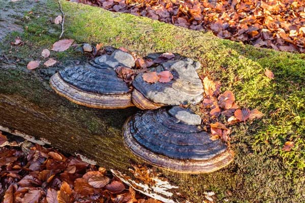 Tinder Polypore (Fomes fomentarius) in Alaska habitat
