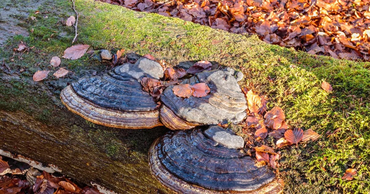 Tinder Polypore (Fomes fomentarius) in Alaska habitat