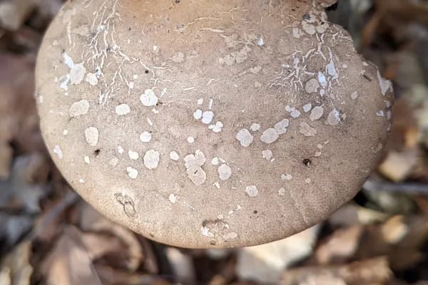 Birch Polypore (Fomitopsis betulina) in Montana habitat