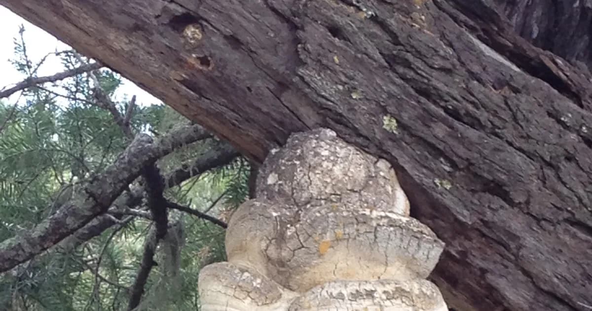 Agarikon (Fomitopsis officinalis) in Idaho habitat