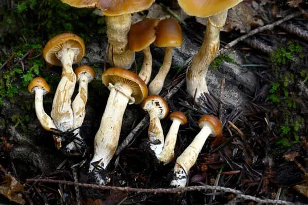Deadly Galerina (Galerina marginata) in Idaho habitat