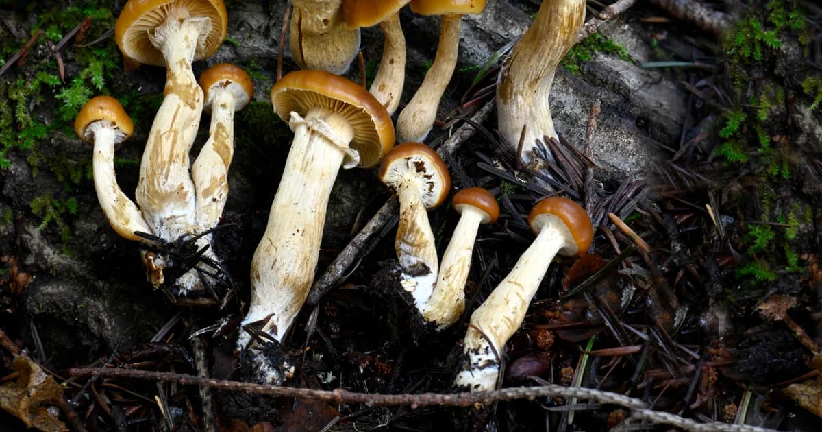 Deadly Galerina (Galerina marginata) in Idaho habitat