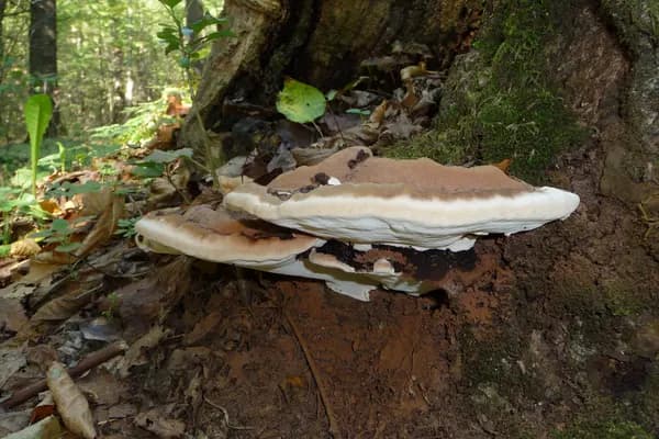 Artist's Conk (Ganoderma applanatum) in Idaho habitat