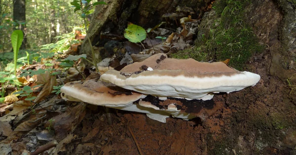 Artist's Conk (Ganoderma applanatum) in Idaho habitat