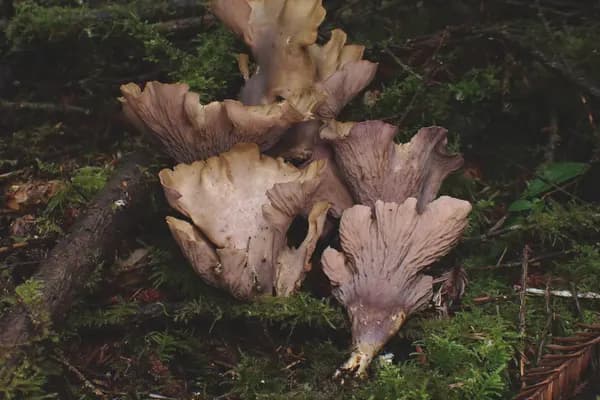 Pig's Ear (Gomphus clavatus) in Montana habitat