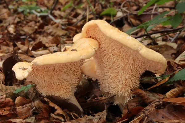 Hedgehog Mushroom (Hydnum repandum) in Idaho habitat