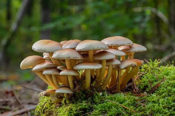 Sulphur Tuft (Hypholoma fasciculare) in Idaho habitat