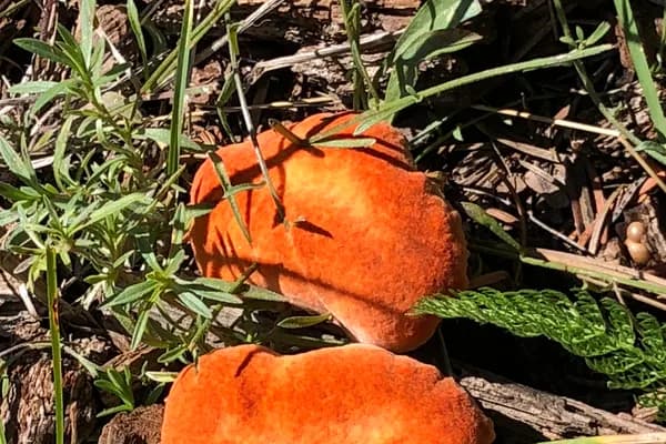 Lobster Mushroom (Hypomyces lactifluorum) in Oregon habitat