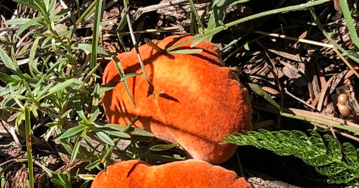 Lobster Mushroom (Hypomyces lactifluorum) in Idaho habitat