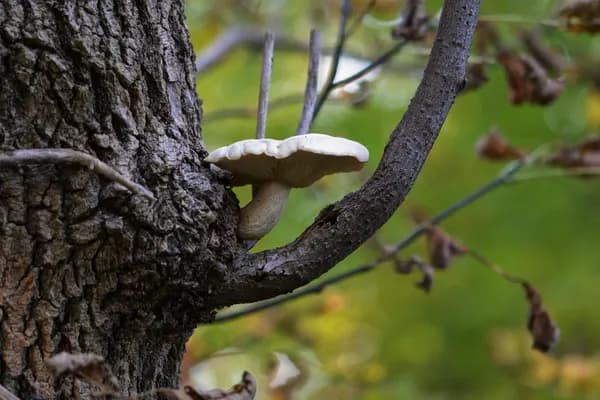 Elm Oyster (Hypsizygus ulmarius) in New Jersey habitat