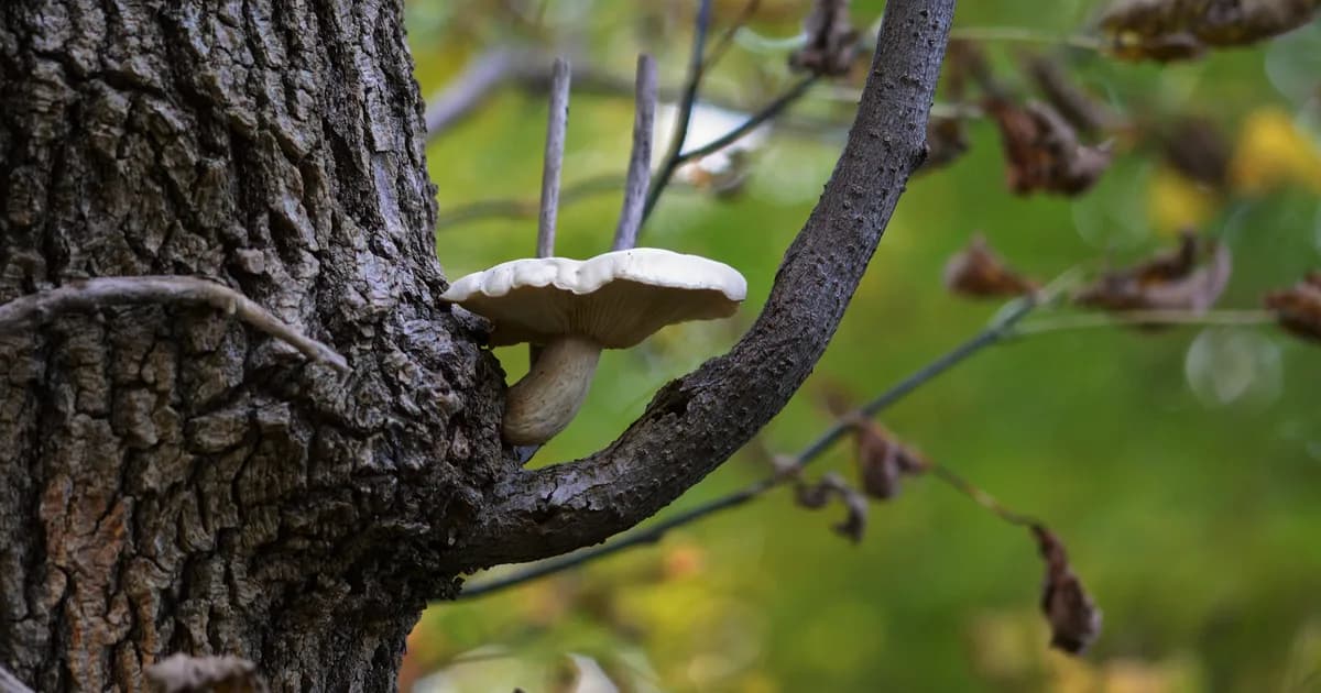 Elm Oyster (Hypsizygus ulmarius) in New Jersey habitat